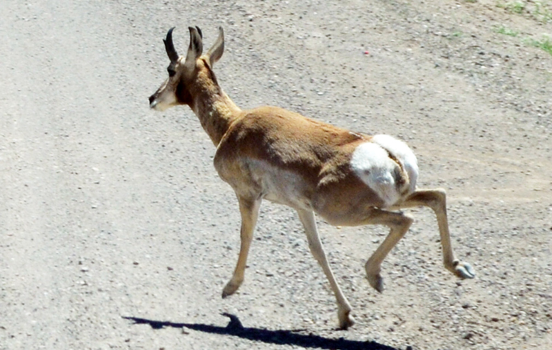 Nevada Antelope Archery Season is Here